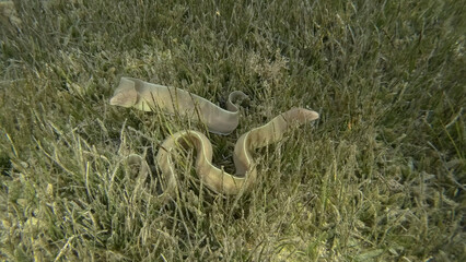 Close-up of couple Moray lie in green seagrass. Geometric moray or Grey Moray (Gymnothorax griseus) on Seagrass Zostera. Red sea, Egypt