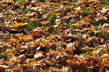 autumn leaves on the ground