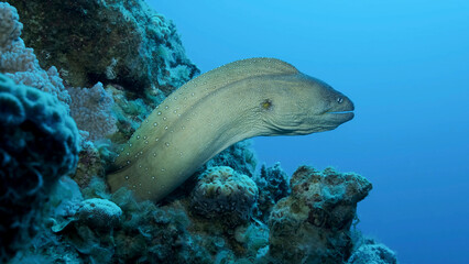 Close-up portrait of Moray peeks out of its hiding place. Yellow-mouthed Moray Eel (Gymnothorax...