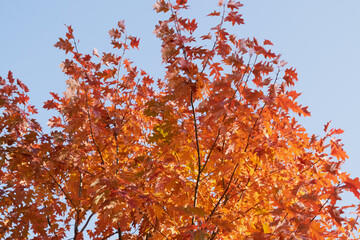 autumn leaves against blue sky