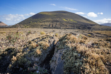 montaña negra with close up vegetation on rocks