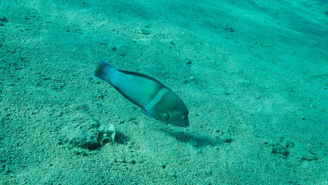 Cigar Wrasse swim above sandy bottom on blue water background. Cigar Wrasse (Cheilio inermis), Close-up. Red sea, Egypt