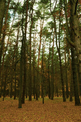 Fototapeta premium forest in autumn