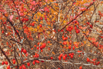 red autumn leaves