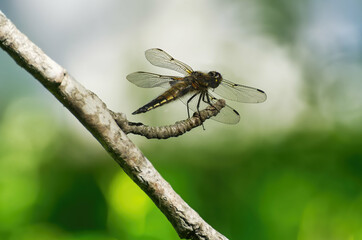 Dragonfly resting on a tree branch and looking around, isolated with good contrast and depth of field in background 