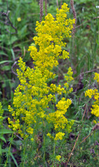 Obraz premium Galium verum grows in nature