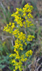 Galium verum grows in nature