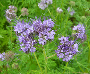 The field is blooming phacelia