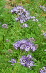 Obraz premium The field is blooming phacelia