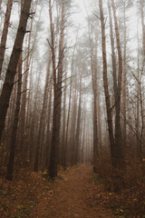autumn forest in the fog
