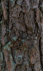 Pine tree trunk bark texture with green moss. Rustic old and nature style.