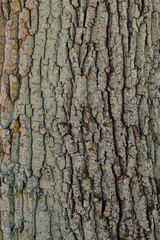 Oak tree trunk bark texture with green moss. Rustic old and nature style.
