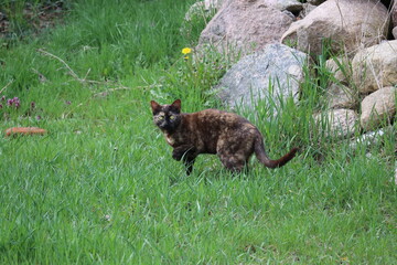 Brązowy kot przy kamieniach na łące