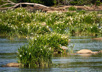 A blue heron wading around rare Rocky shoals spider lilies in the Catawba river in South Carolina, USA.