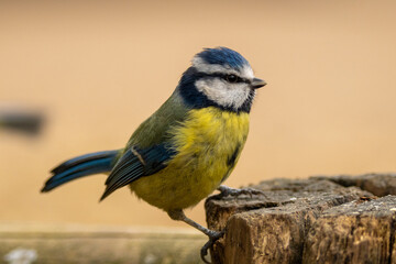 Saturday with Birds...Blue Tit...
