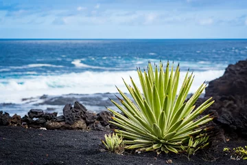 Printed kitchen splashbacks Canary Islands cactus at the ocean coast