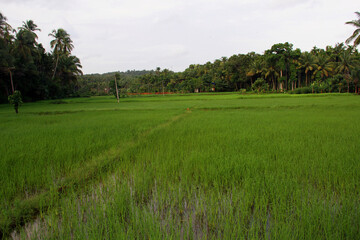 Fototapeta premium Rice fields natural photo