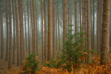 TREES....everywhere...