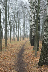 Fototapeta premium path in autumn forest