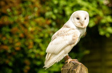 Owl...maybe not wild, but still beautiful...