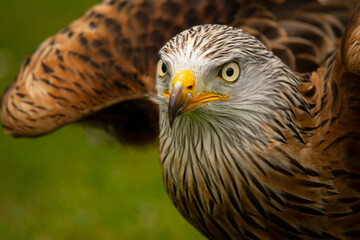 Hawk...new experience..