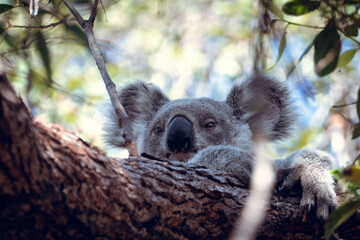 koala bear face peeking out of the tree