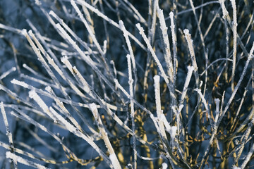 grass in the snow