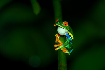 Beautiful closeup view of Costa Rica Frog - Red eye frog- treefrog and yellow frog 