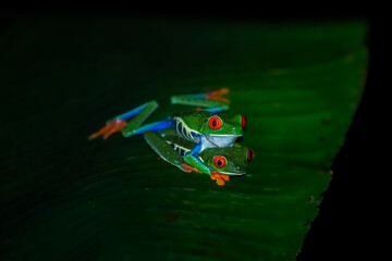 Beautiful closeup view of Costa Rica Frog - Red eye frog- treefrog and yellow frog 
