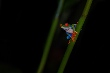 Beautiful closeup view of Costa Rica Frog - Red eye frog- treefrog and yellow frog 