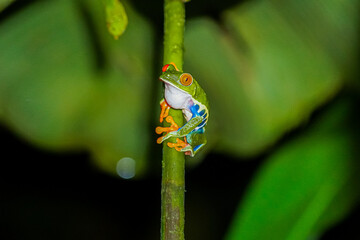 Beautiful closeup view of Costa Rica Frog - Red eye frog- treefrog and yellow frog 