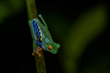 Beautiful closeup view of Costa Rica Frog - Red eye frog- treefrog and yellow frog 