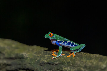 Obraz premium Beautiful closeup view of Costa Rica Frog - Red eye frog- treefrog and yellow frog 