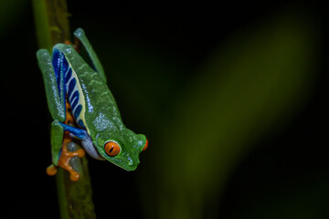 Beautiful closeup view of Costa Rica Frog - Red eye frog- treefrog and yellow frog 