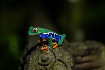 Beautiful closeup view of Costa Rica Frog - Red eye frog- treefrog and yellow frog 