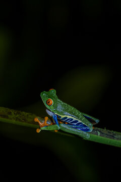 Beautiful closeup view of Costa Rica Frog - Red eye frog- treefrog and yellow frog © Gian