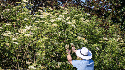 Man harvesting elderflower with basket in nature.