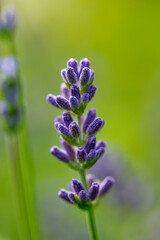 Fototapeta premium Blooming lavender flower on a green background, macro. flowers in the garden