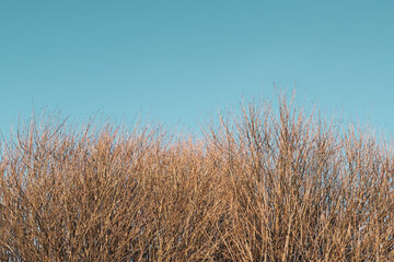 Obraz premium tree branches