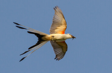 Scissor-tailed flycatcher (Tyrannus forficatus) flying with insect prey in the beak, Galveston, Texas, USA.