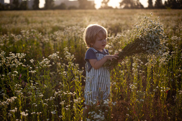 A happy little boy stands in a meadow of wild daisy flowers. A cute smiling child on a chamomile field at sunset in the soft sunlight. The child has fun in the summer or spring in nature.