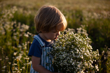 A happy little boy stands in a meadow of wild daisy flowers. A cute smiling child on a chamomile field at sunset in the soft sunlight. The child has fun in the summer or spring in nature.