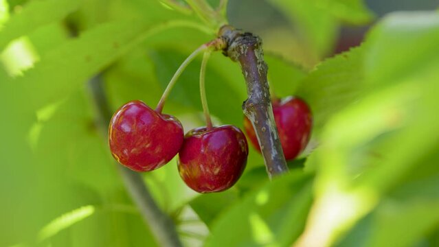 Red ripe cherry on tree in summer time, slow motion