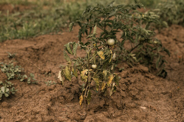 Rotten tomatoes on a branch. Crop failure. Disease of agricultural crops.