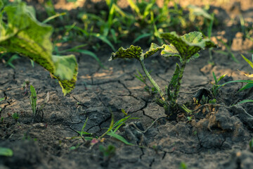 Agricultural crops on dried soil. Zucchini