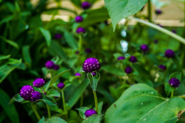 Dark purple gomphrena flowers growing in a flower garden. 