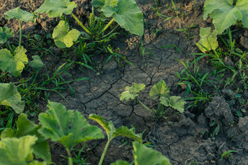 Agricultural crops on dried soil. Zucchini