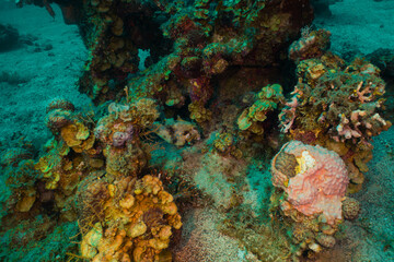 Obraz na płótnie Canvas Nature Red Sea
