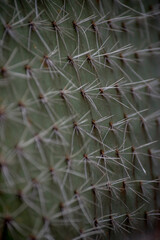 Detalle de las espinas de un cactus