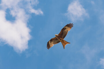 red kite in flight